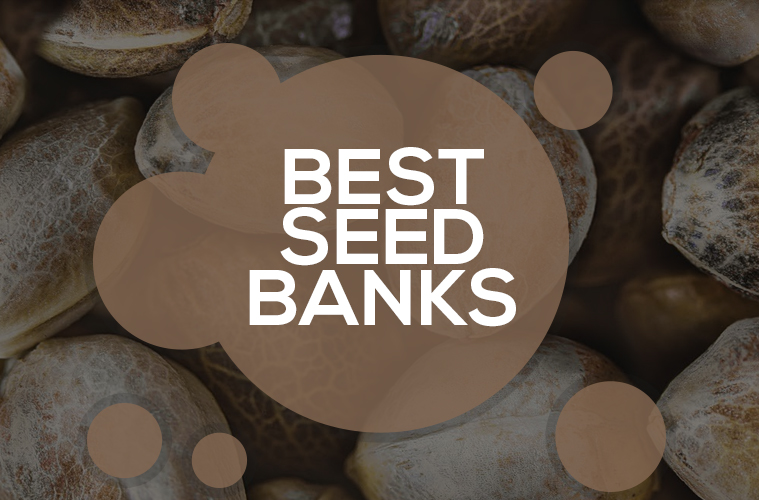 Top 10 best cannabis seed banks