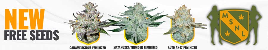 Top marijuana seeds